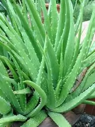 Aloe Barbadensis Extract