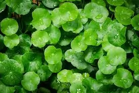 Gotu Kola Extract